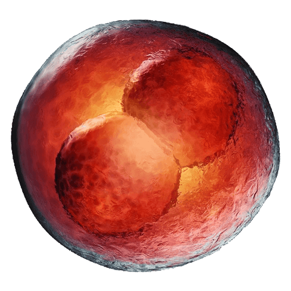 Embryotech Mouse Embryos