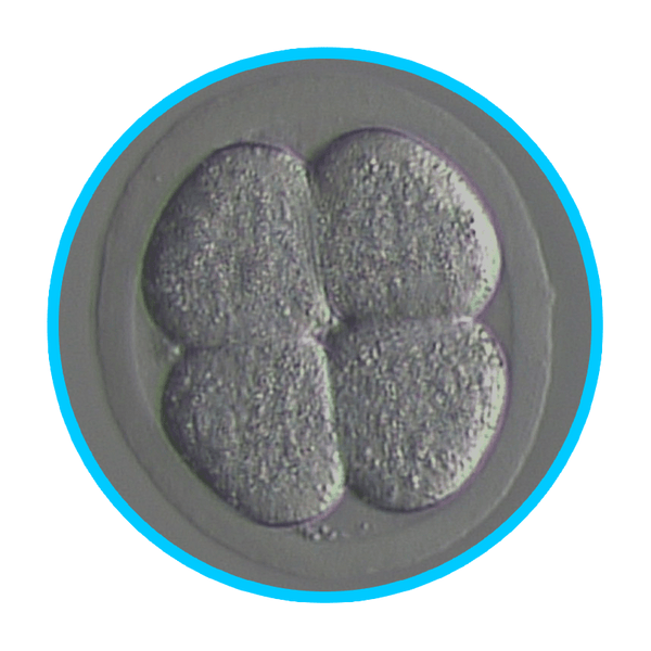 Mouse Embryos - IVF Store