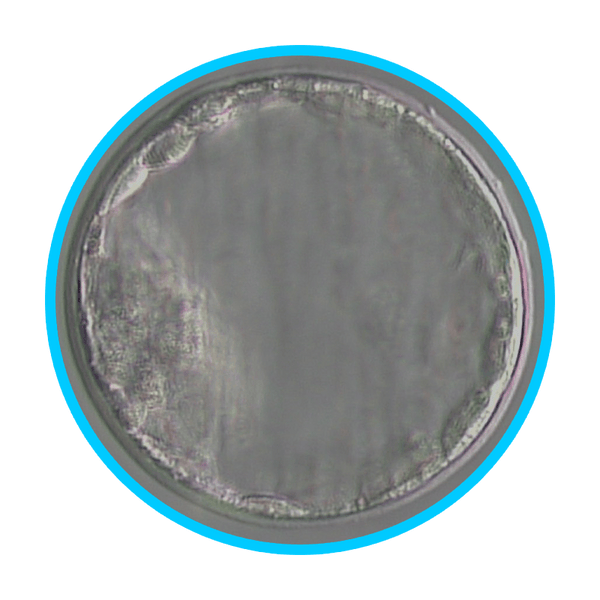 Mouse Embryos - IVF Store