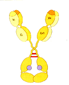 Sperm Antibody IgG and IgA Controls