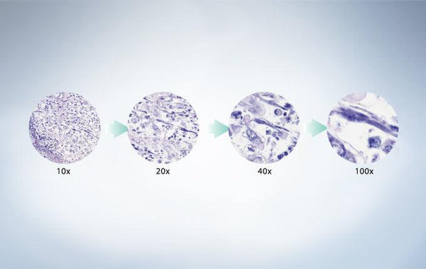 Olympus BX43F Microscope Package for Semen Evaluation - IVF Store