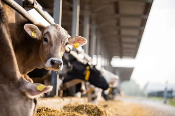 Unlocking Potential: The Power of Artificial Insemination in Livestock Breeding
