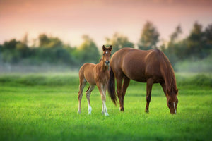 The Role of Advanced Reproductive Techniques in Bovine and Equine Breeding