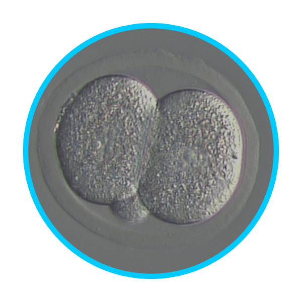 Mouse Embryos - IVF Store