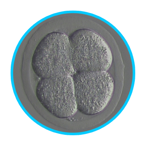Mouse Embryos - IVF Store