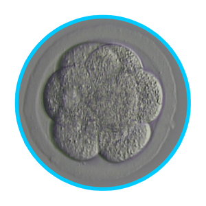 Mouse Embryos - IVF Store