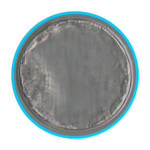 Mouse Embryos - IVF Store